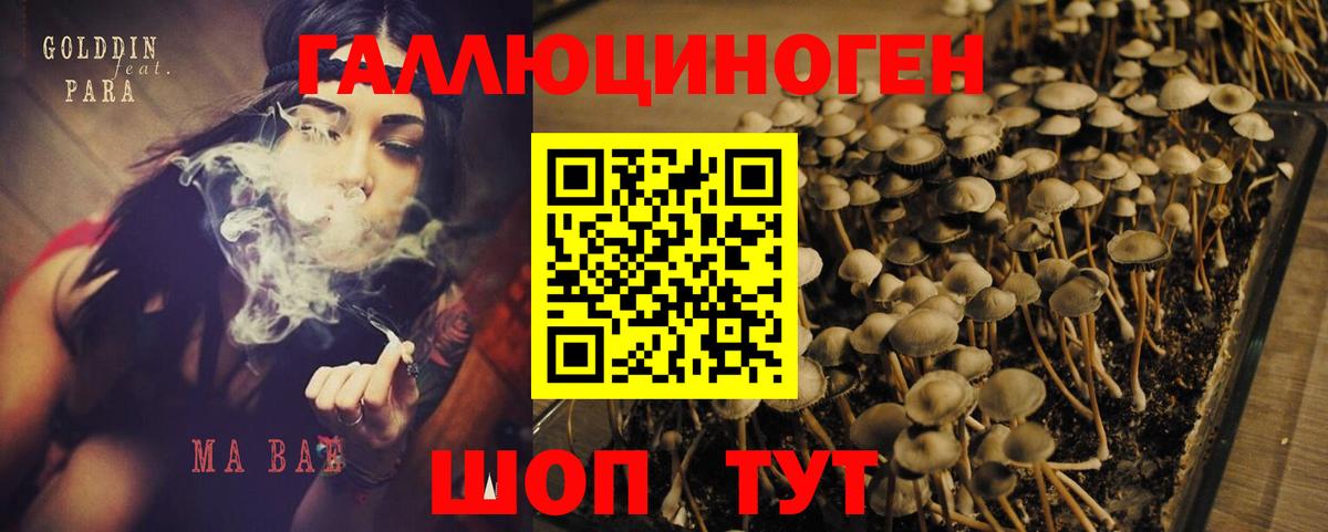 Галлюциногенные грибы Psilocybine cubensis  Тверь 